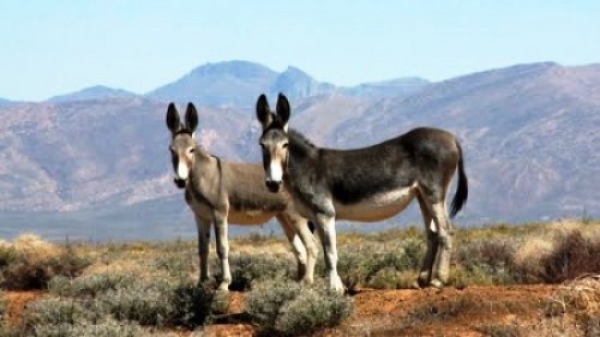 Donkeys on Bo-Swaarmoed Pass